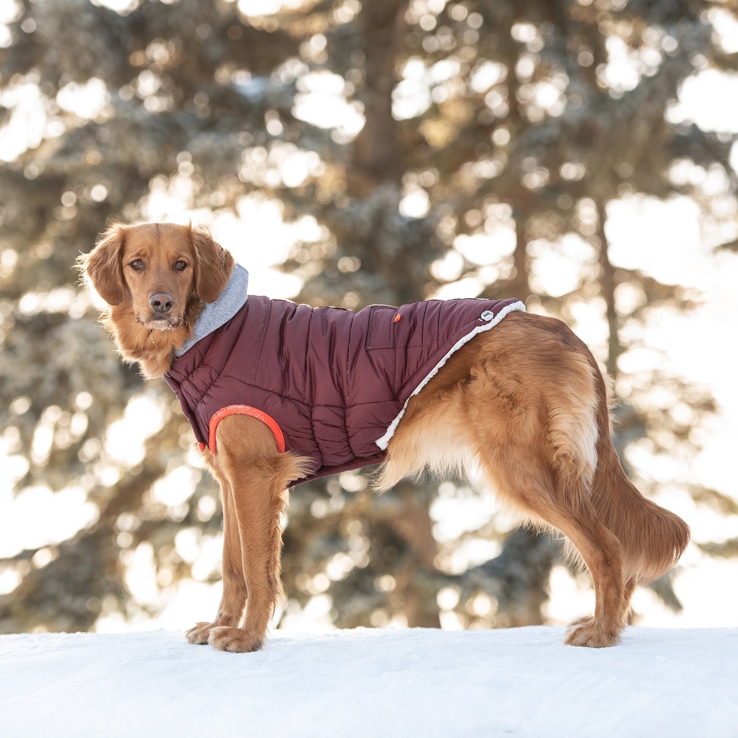 Parka d'hiver pour chien Marine - Bordeaux