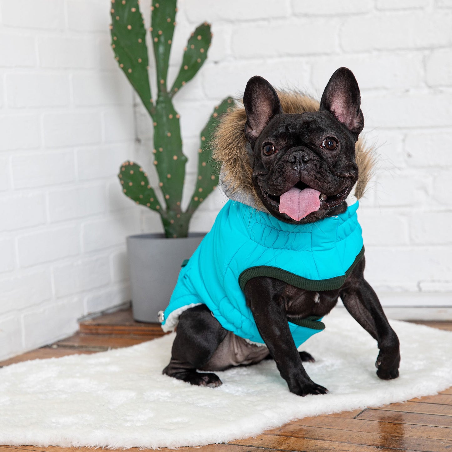 Parka pour chien « Winter Sailor » – bleu aqua