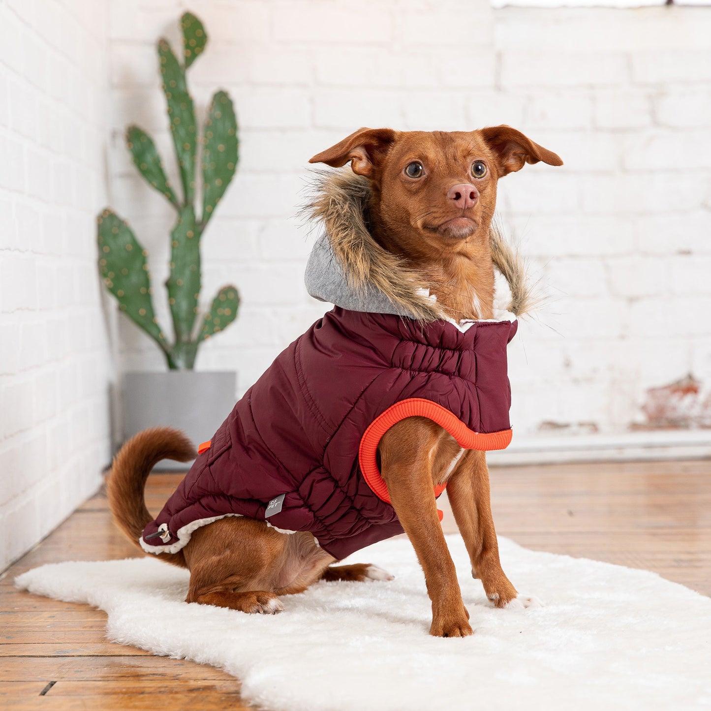 Parka d'hiver pour chien Marine - Bordeaux