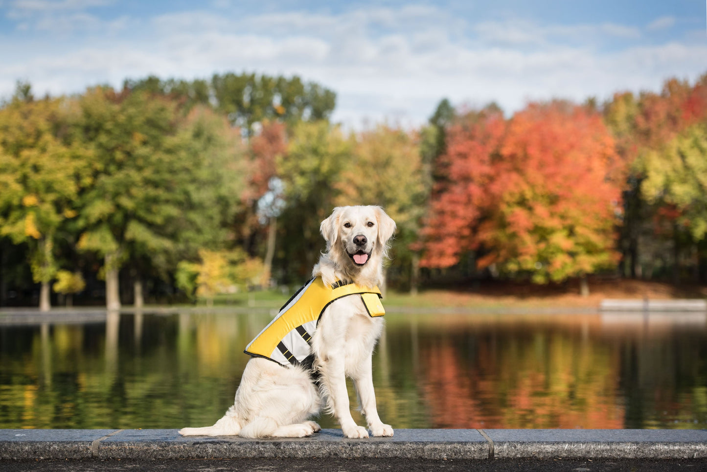 Gilet de sauvetage réfléchissant haute flottabilité pour chien