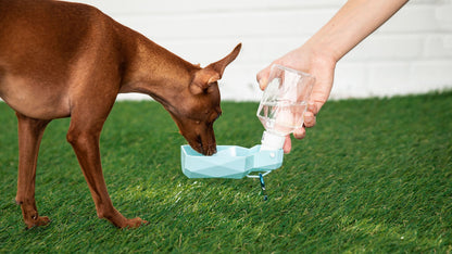 Bouteille d'eau de voyage pliable 2-en-1 pour animaux de compagnie