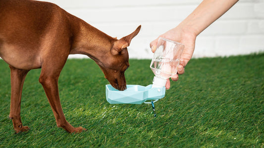Bouteille d'eau de voyage pliable 2-en-1 pour animaux de compagnie