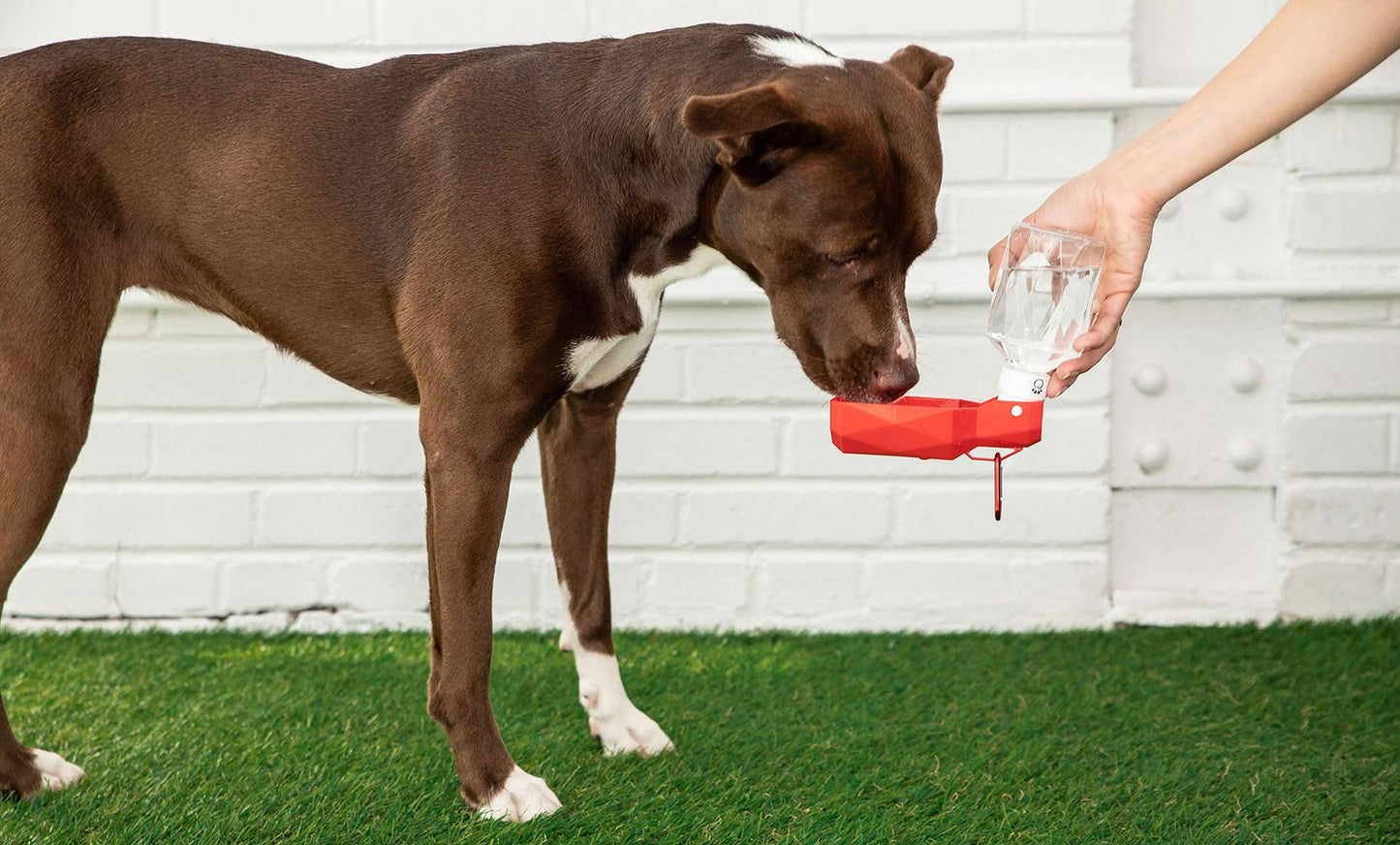 Bouteille d'eau de voyage pliable 2-en-1 pour animaux de compagnie