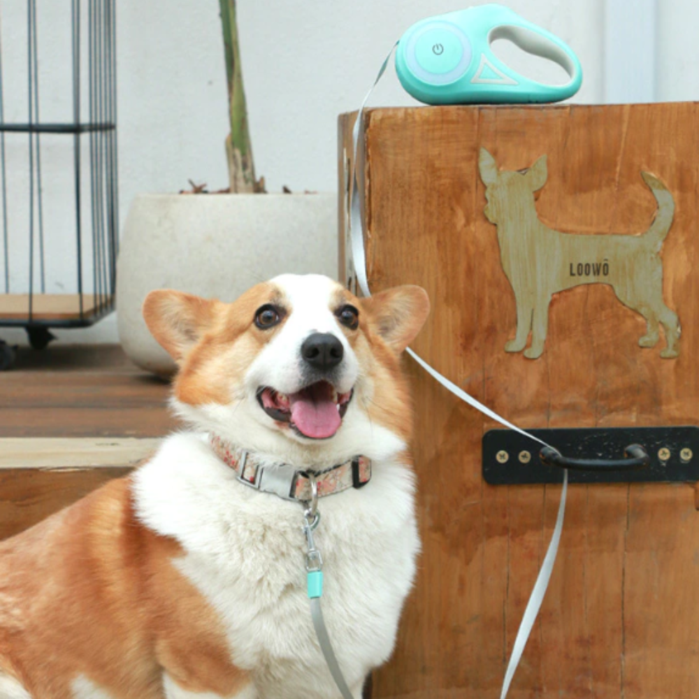 Laisse pour chien rétractable 2 en 1 LED et RVB « Spectrum »